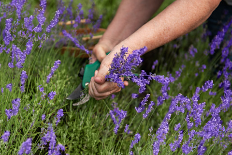 pruning butterfly bush 6
