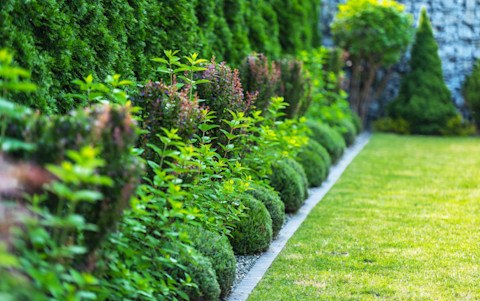 Levendige tuin met een kronkelend pad en perfect gesnoeide bolstruiken, voorbeeld van een luxe tuinrenovatie.