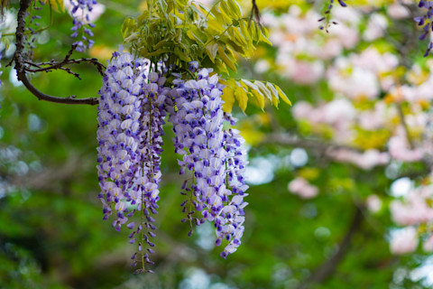 pruning wisteria 2