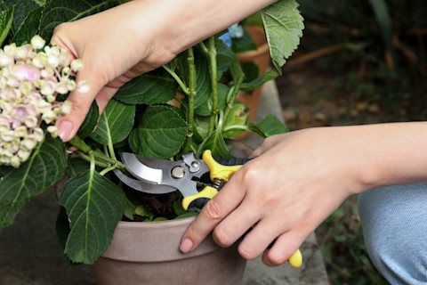 pruning hydrangea 3