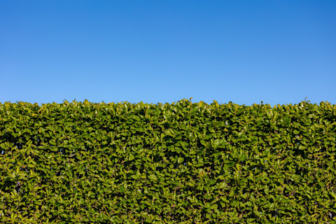 Groene beukenhaag met frisse bladeren die zorgt voor een natuurlijke erfafscheiding.