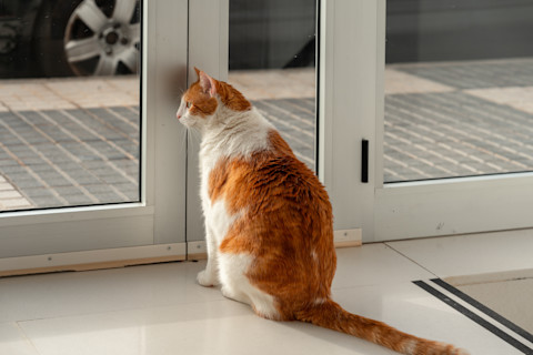 cat flap 3