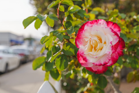 Roze-witte roos in volle bloei op een gezonde rozenstruik in de tuin.