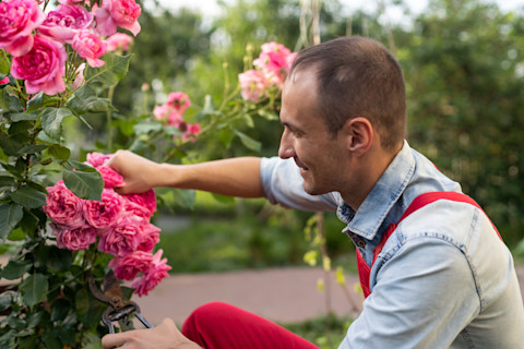 pruning roses 3
