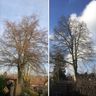 Urban Tree Solutions