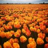 Mooie Tuin