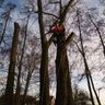 Benschop Boomverzorging