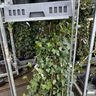 Groene-Vingers