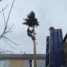 LMB boom en groenonderhoud