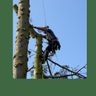 Guus schrama boom verzorging