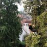 Bomen natuurlijk