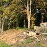Yardin