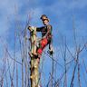 Van boom naar hout 