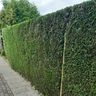Tuinservice Robin