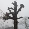 Castor Groenbeheer