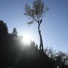 Bomen Bas