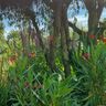 Healing Garden Kortenhoef