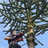 Gaia Trimming and Gardening