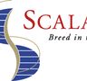 Scala Lupi