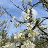 Fruitteeltbedrijf C. Harthoorn VOF