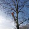 Boomverzorging Wesseling