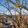 Lemans boom & tuin