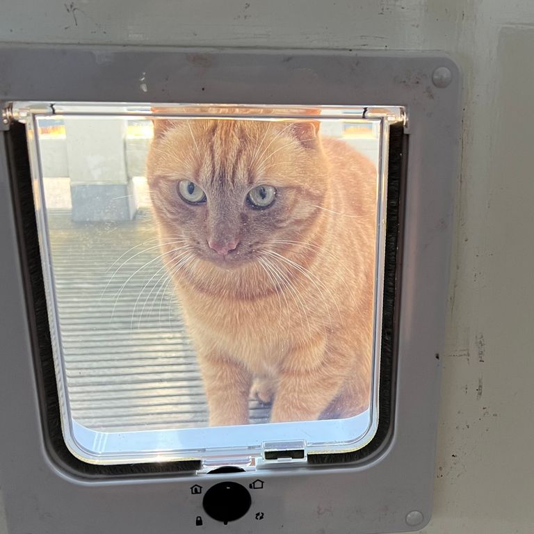 Kattenluik: 1 luik