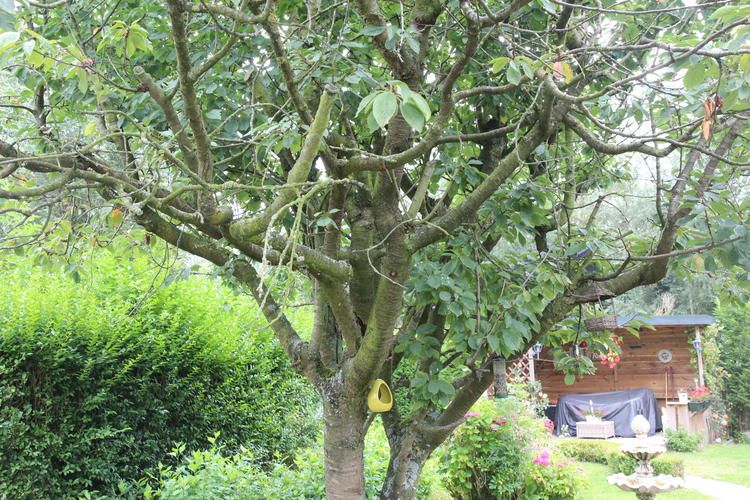 Snoeien kersenboom Werkspot