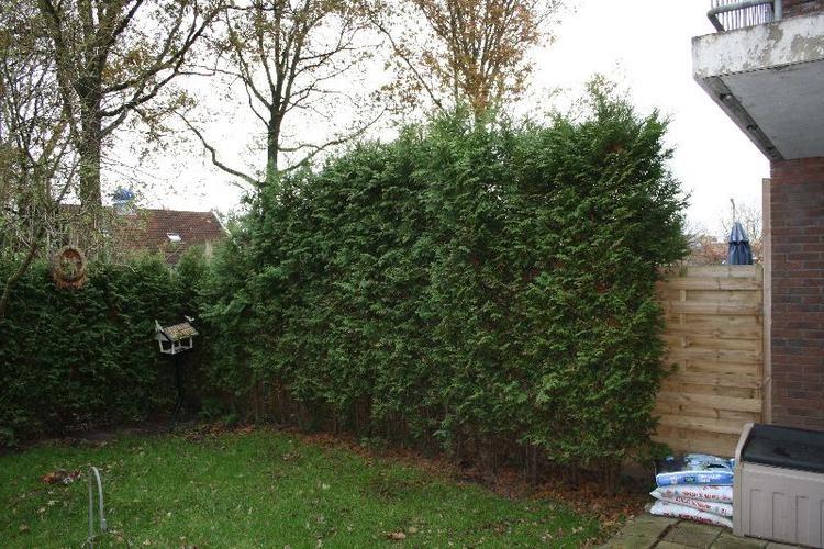 Coniferenhaag Wordt Bruin