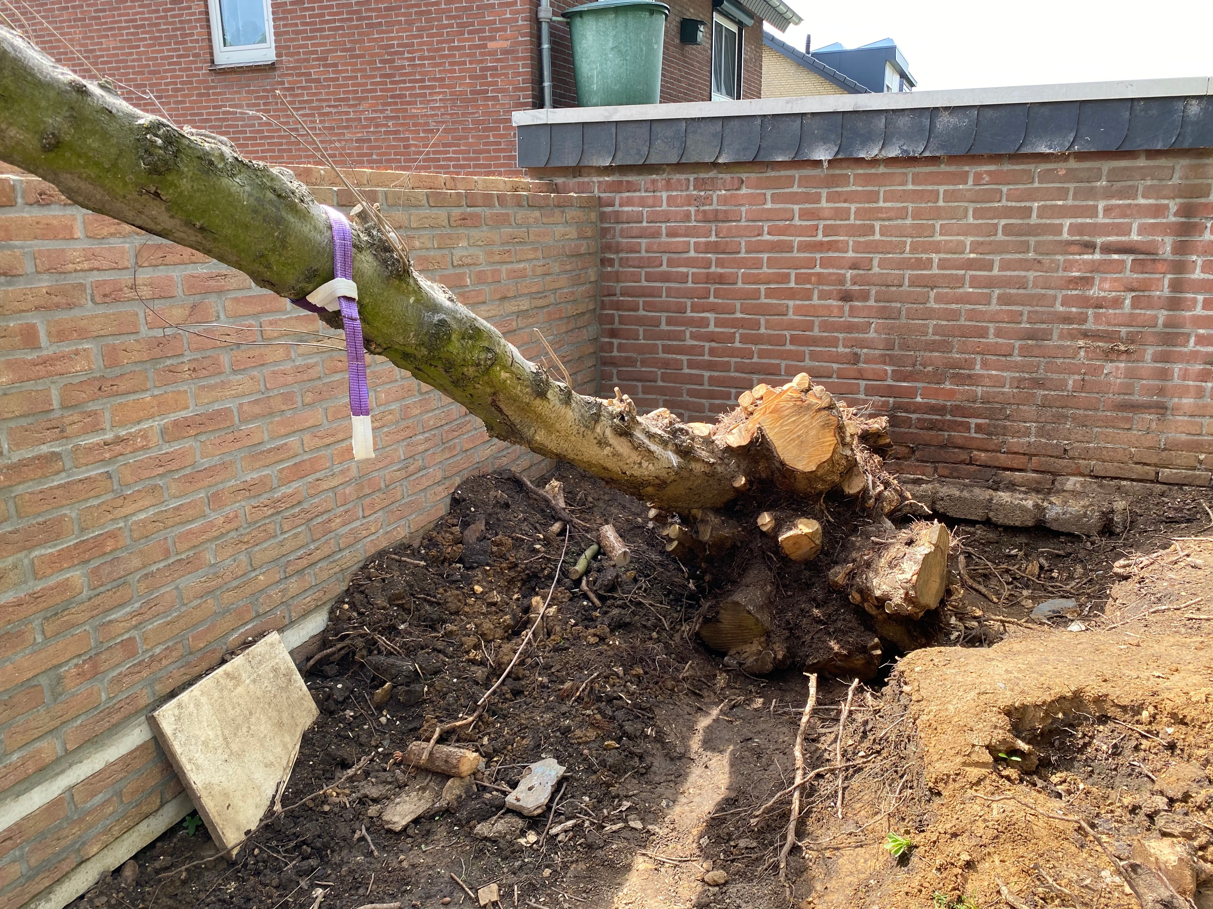 Tuin Boomstronk verwijderen; 1 boom Werkspot