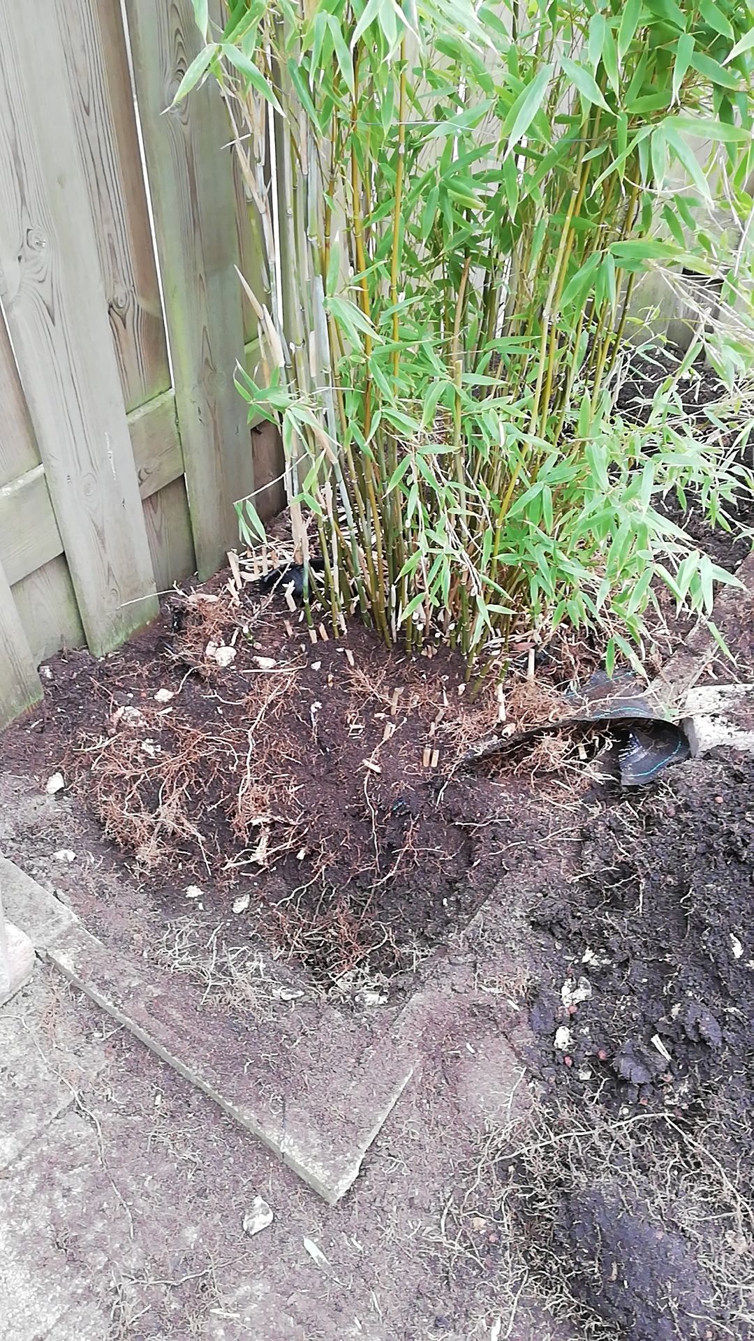 Tuinonderhoud 30 m2; Bamboe struik verwijderen Werkspot