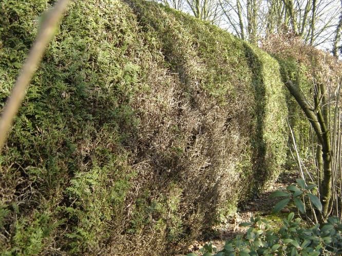 Coniferenhaag Wordt Bruin