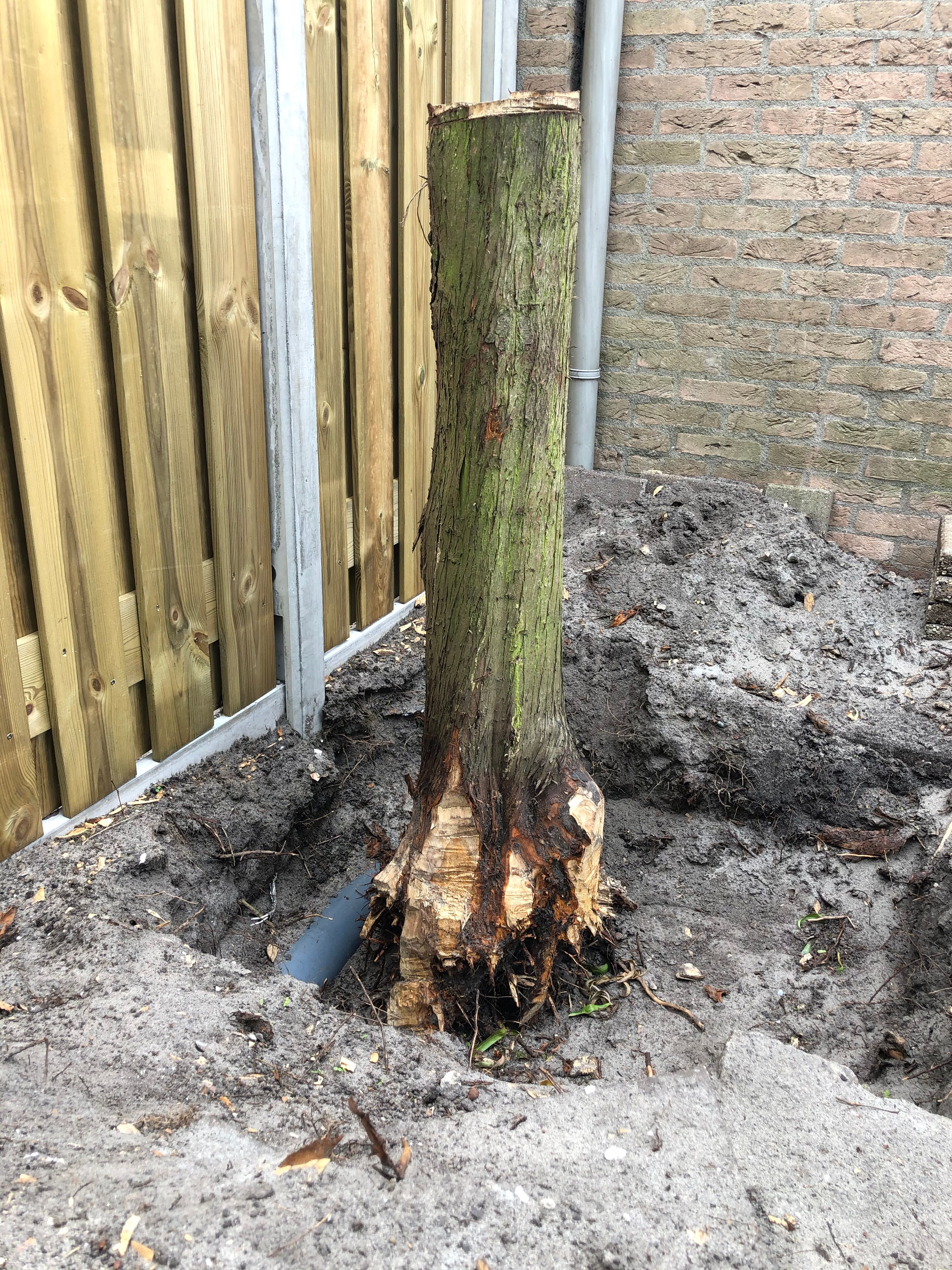 Tuin Boomstronk verwijderen; 1 boom Werkspot