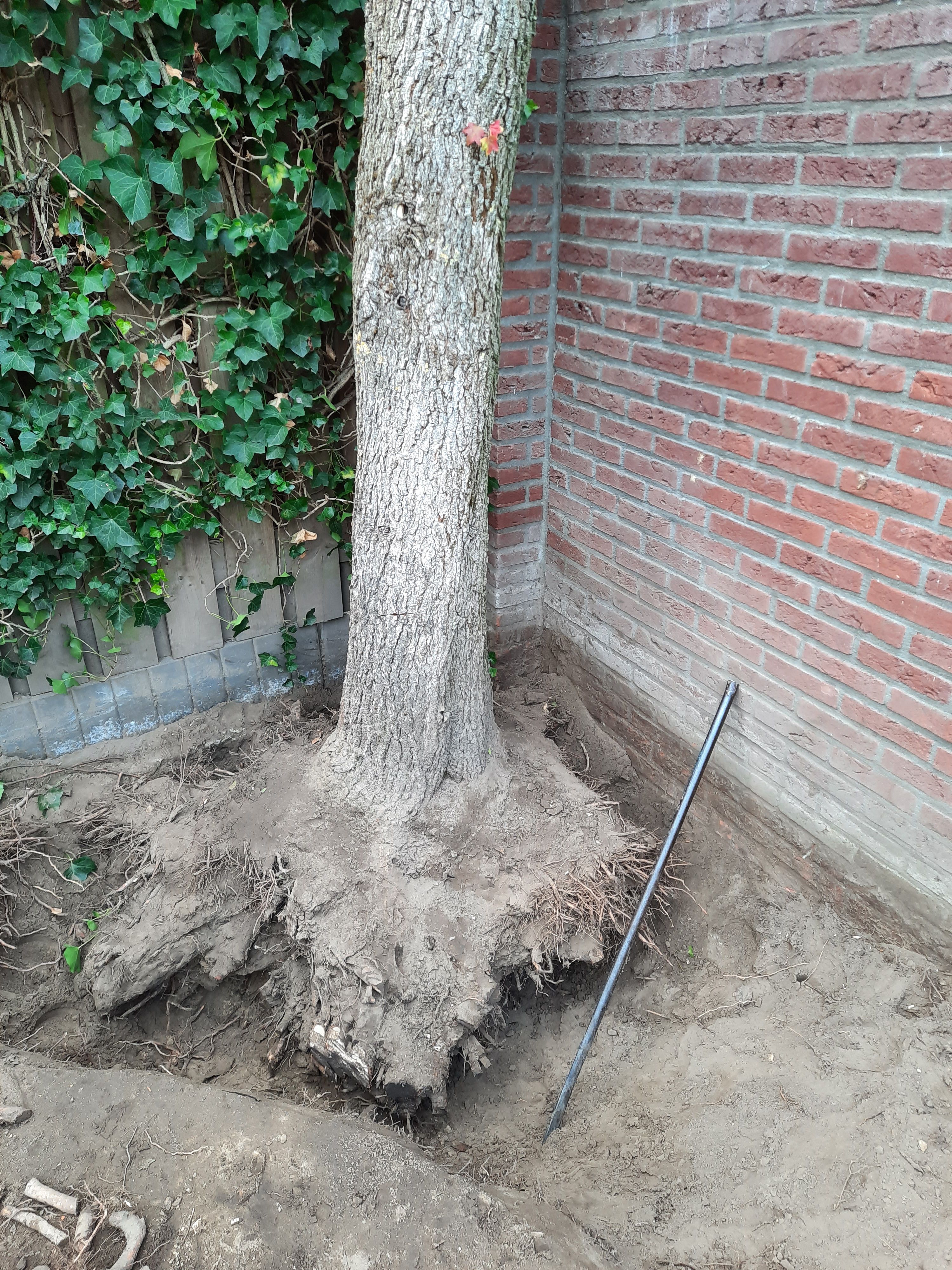 Tuin Boomstronk verwijderen; 1 boom Werkspot