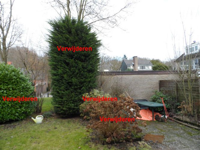 Snoeien struiken, rooien van kerstboom, bijwerken heggen Werkspot