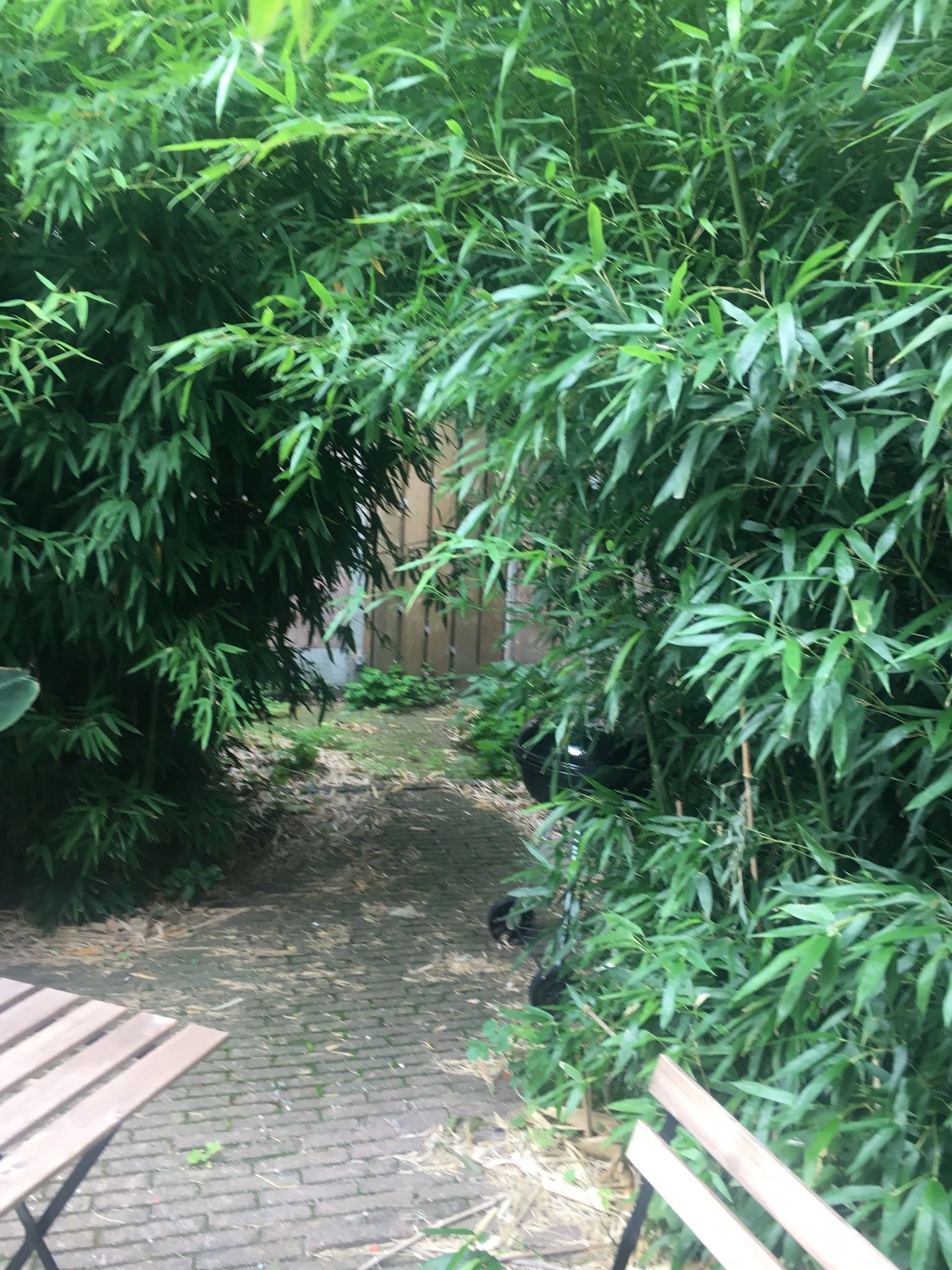 Bamboe verwijderen & onkruidvrij maken tuin Werkspot