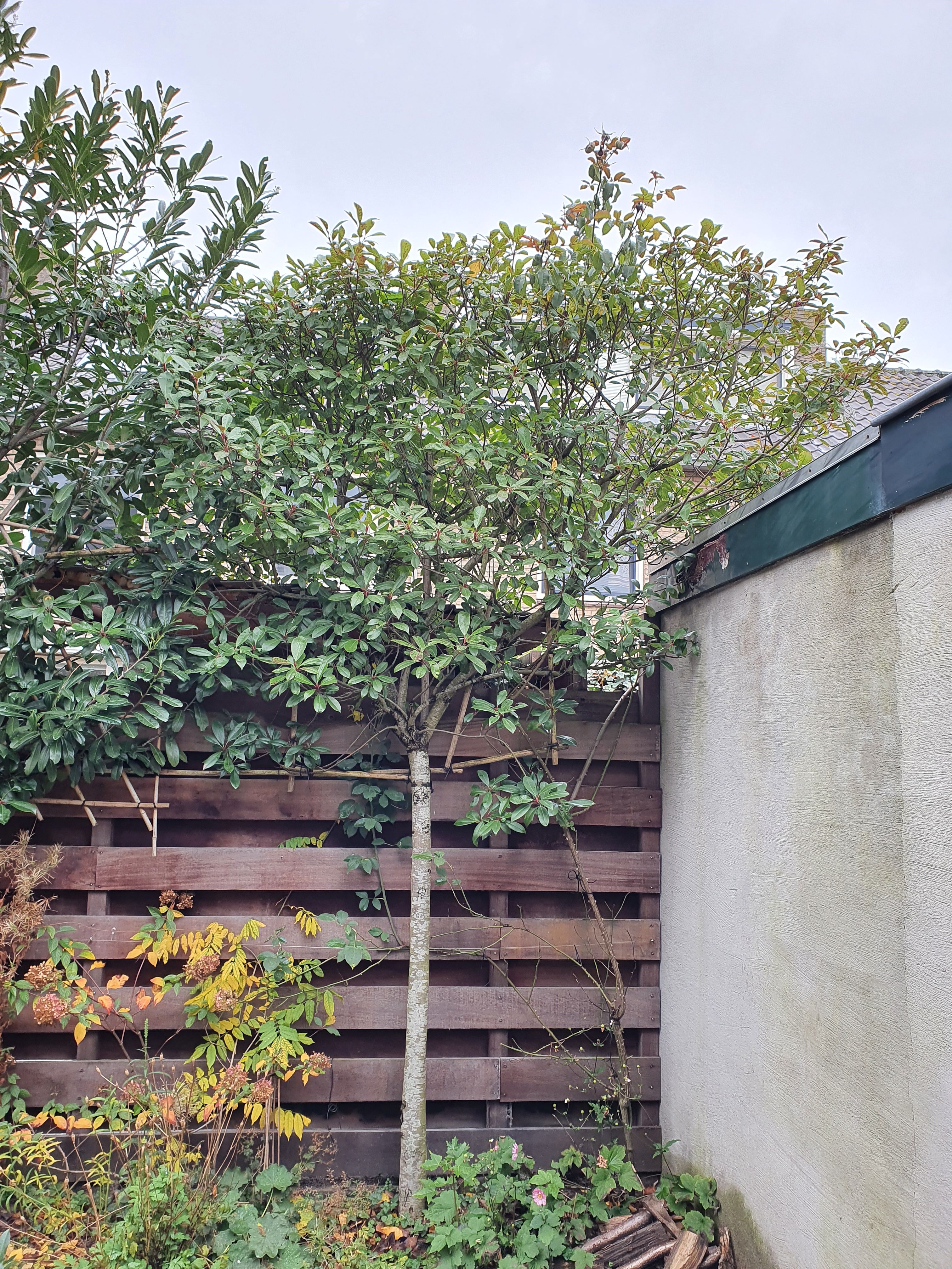 Tuin Boom snoeien; 5 bomen Werkspot
