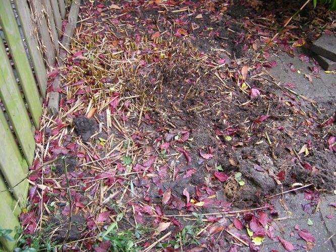 Bamboe verwijderen uit tuin Werkspot