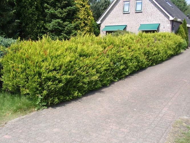 Coniferenhaag Wordt Bruin