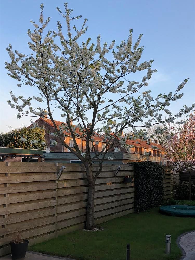 Kersenboom snoeien Werkspot