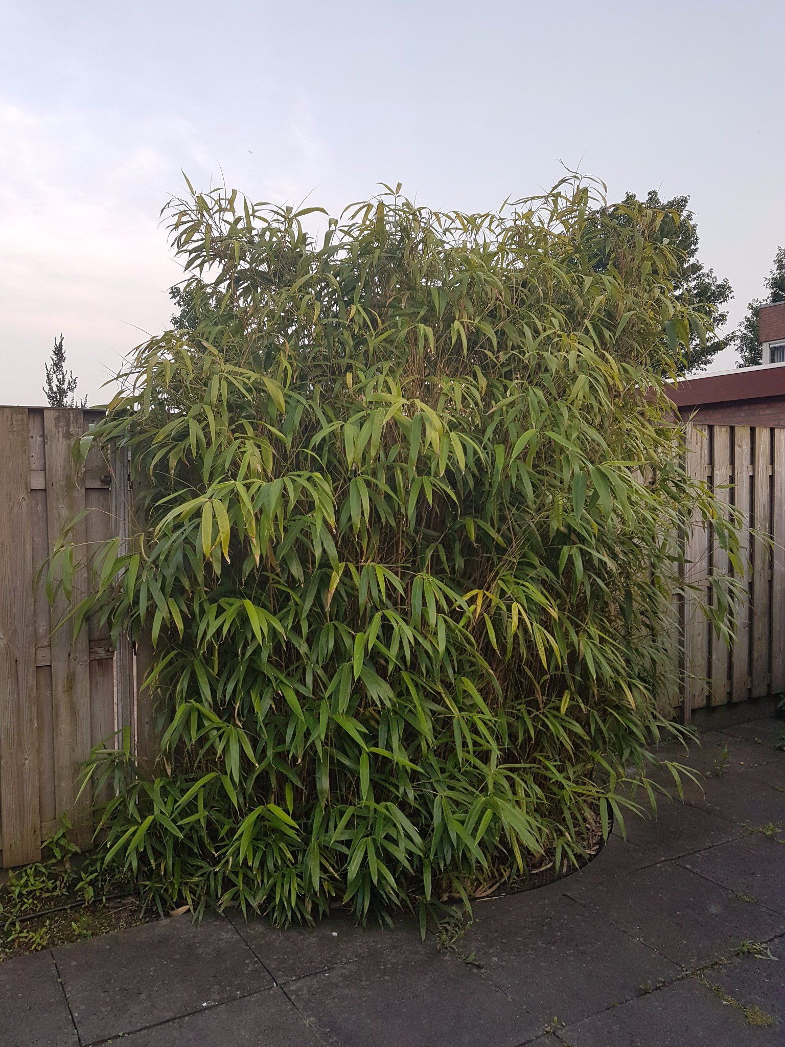 Bamboestruiken uit tuin verwijderen Werkspot