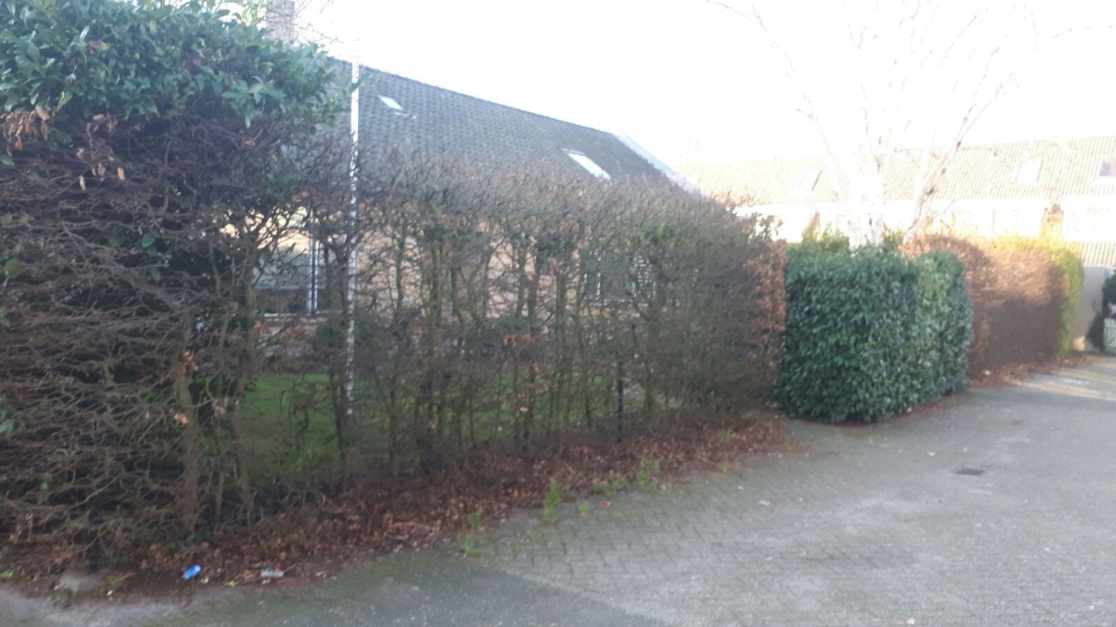 30m beukenhaag terugsnoeien tot aan de stam Werkspot