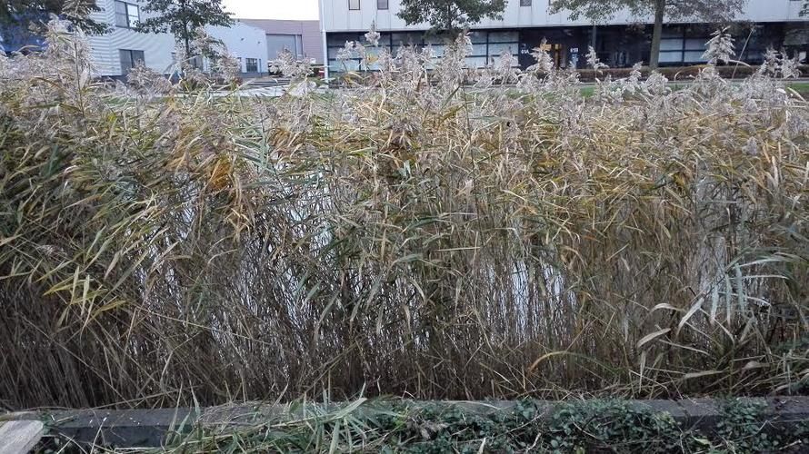 Riet En Wortel Van De Riet Langs Waterkant Definitief Verwijderen