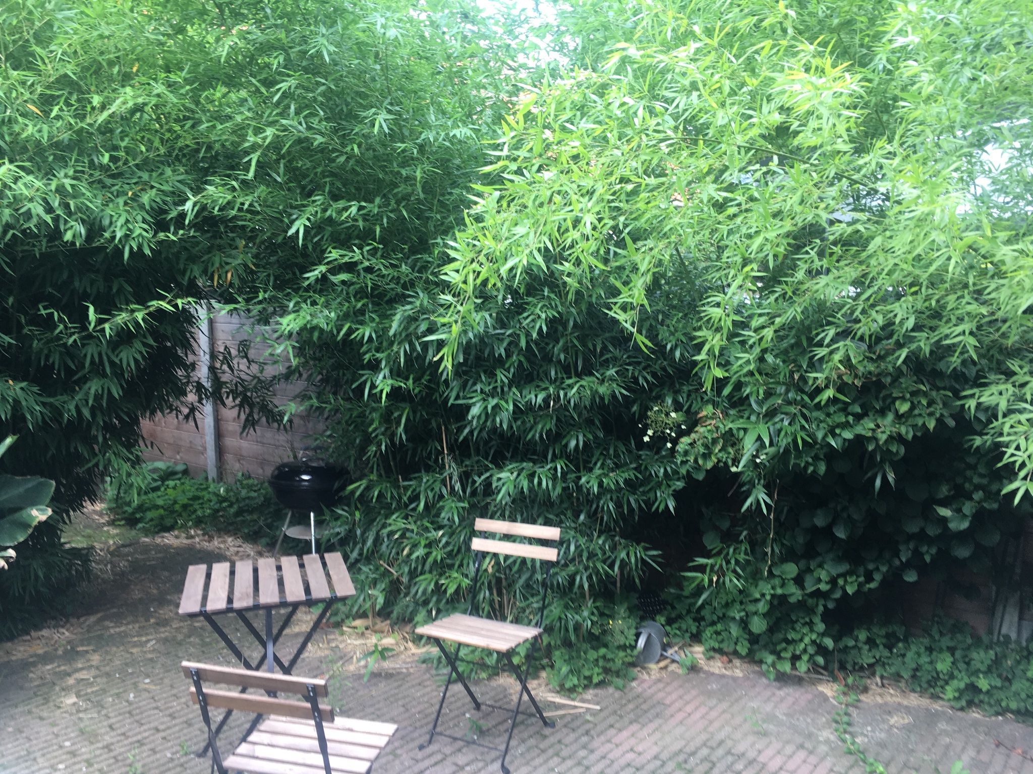 Bamboe verwijderen & onkruidvrij maken tuin Werkspot