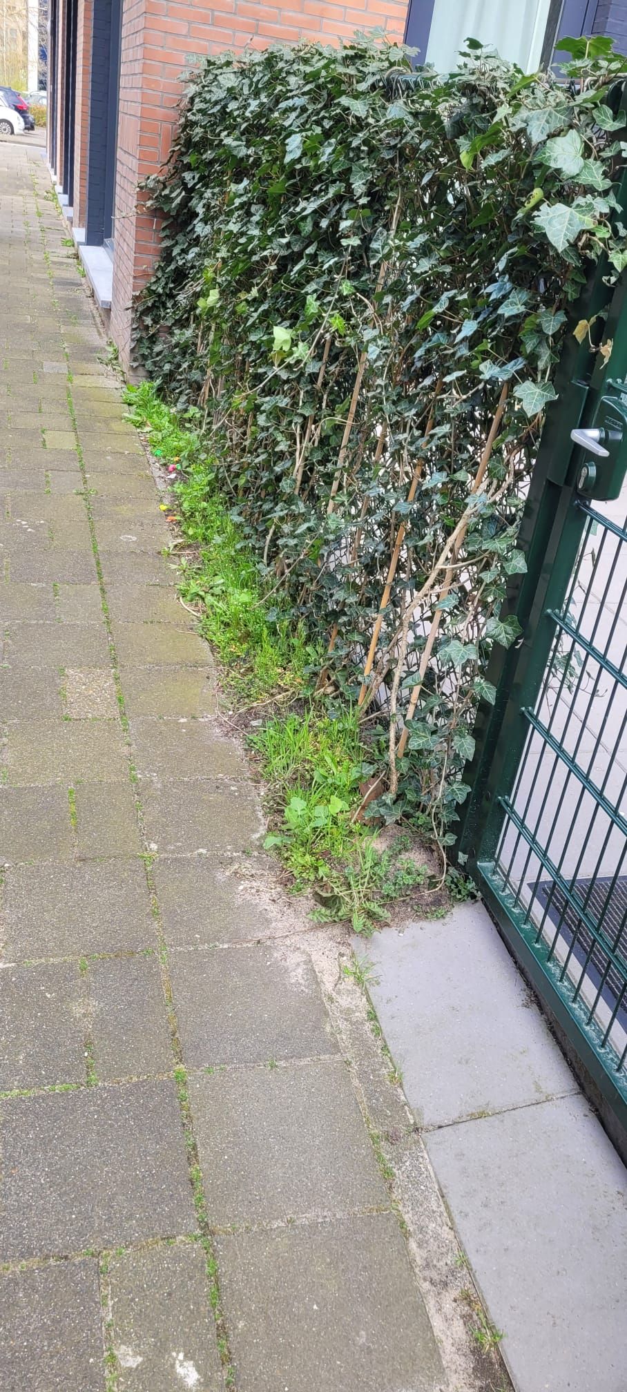 Tuinonderhoud Onkruid verwijderen Werkspot