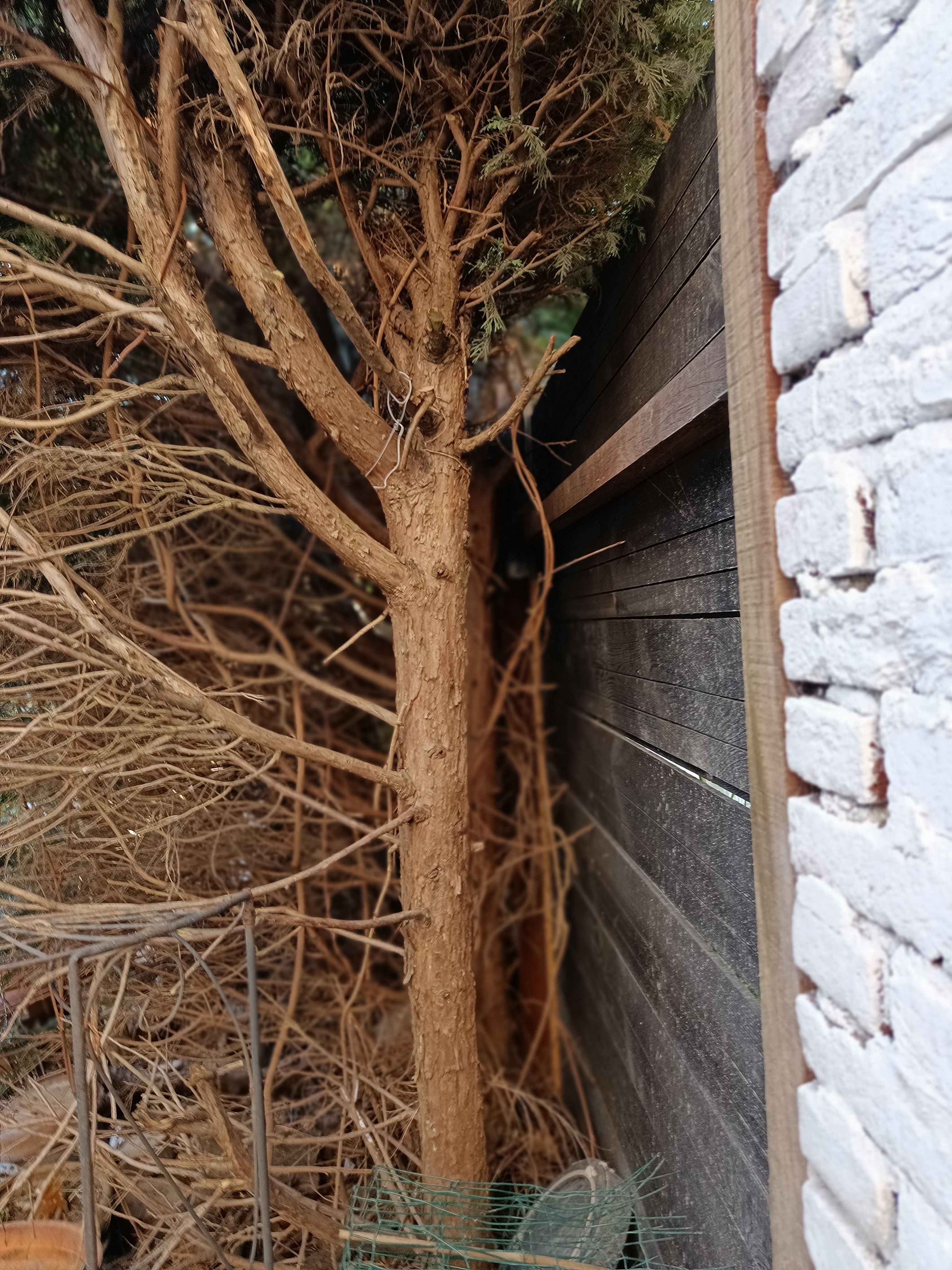 Tuin Boom rooien, Boom snoeien, Boomstronk verwijderen; 4 bomen Werkspot