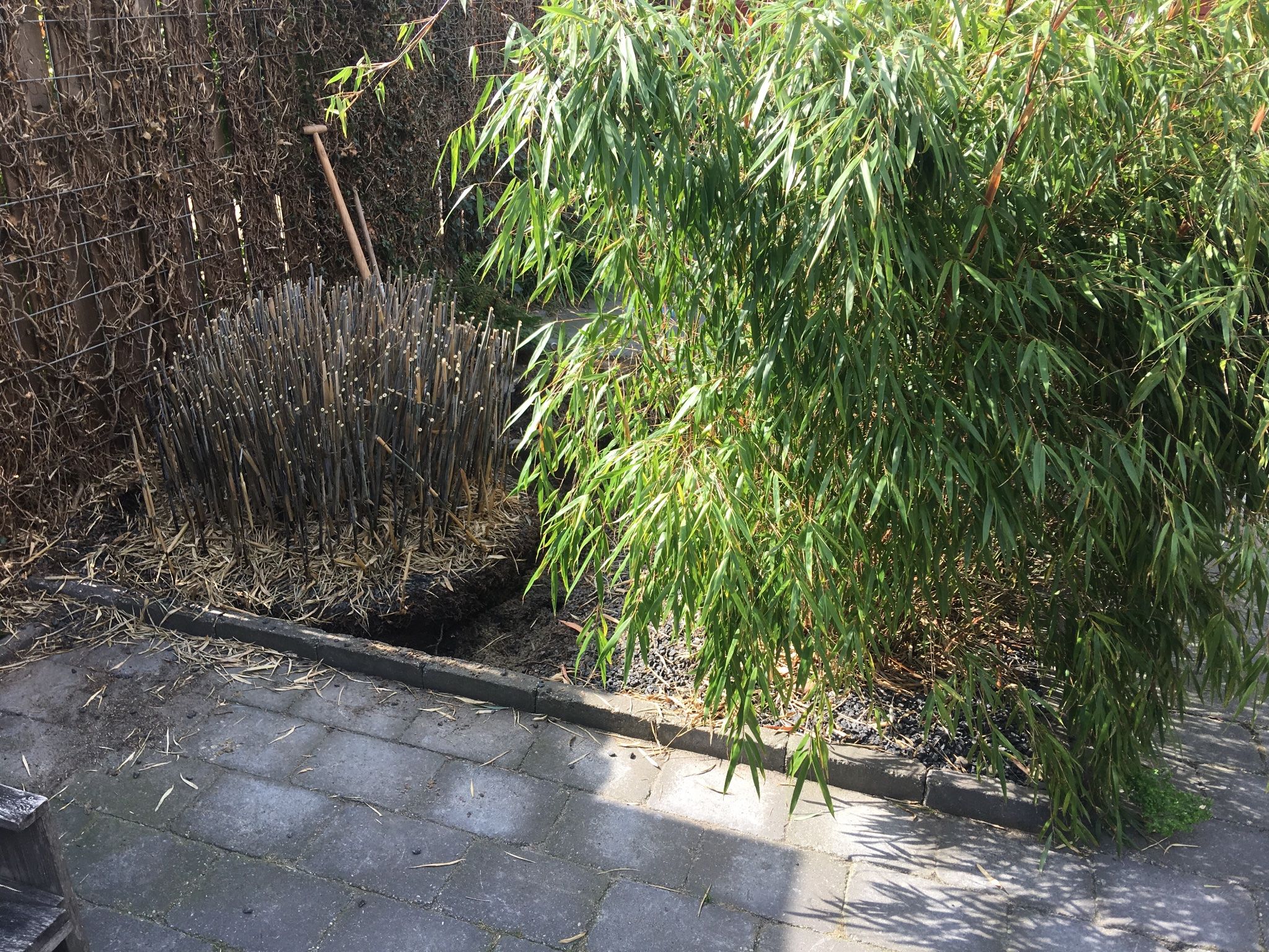 Bamboe verwijderen Werkspot