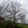 Snoeien eikenboom Snoeien eikenboom
